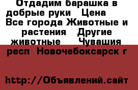 Отдадим барашка в добрые руки › Цена ­ 1 - Все города Животные и растения » Другие животные   . Чувашия респ.,Новочебоксарск г.